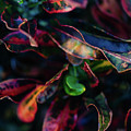 Abstract Croton